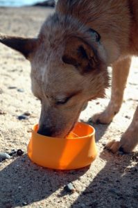 Portable bowls are perfect for keeping your pets hydrated while away from home. Silicone ‘squishy bowl’ available at Wilderness Supply