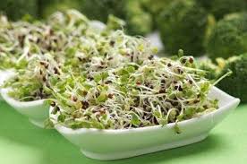 Broccoli Sprouts