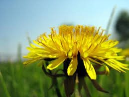 Dandelions