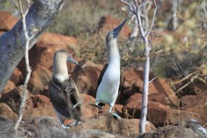 galapagos-islands-894499_960_720