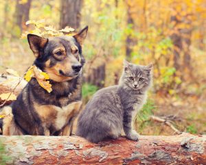 Dog and cat best friends sitting together outdoors in autumn forest