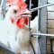 Expert Q&A: Differences in Chickens