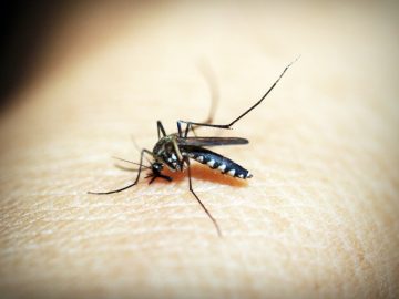 animal-antenna-biology-bite-169357(1)