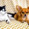 Experts @ Home: Pet Sitting Services