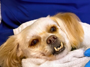 M&M_S24E13_Rhonda Hiebert_Pet Dental Cleaning