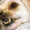 M&M_S25E11_Rhonda Hiebert_Oral Health For Pets