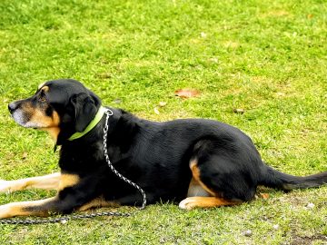 M&M_S26E01_Mike Mulder_Training Commands for Dogs