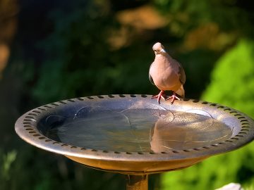 M&M_S27E08_Paul Oliver_Tips For Birds