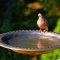 Tips for Attracting Birds
