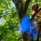Expert Advice: When to Prune or Completely Remove Trees