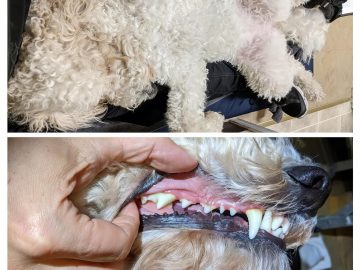 M&M_S30E10_Jennifer Kaiman_Brushing Dog’s Teeth Tips