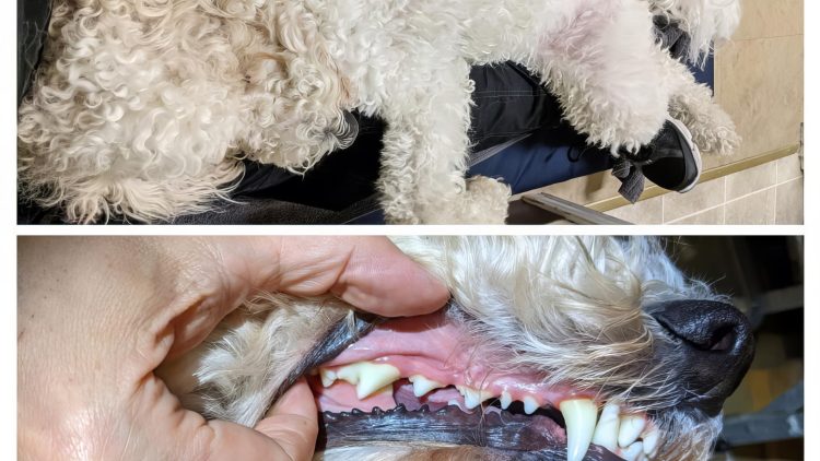 M&M_S30E10_Jennifer Kaiman_Brushing Dog’s Teeth Tips