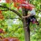 Tree Maintenance with GTA Trees