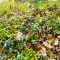 Preparing Your Yard for Summer
