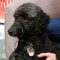 Pet Assisted Therapy
