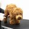 Positive Pet Grooming with Pup’s Best Style