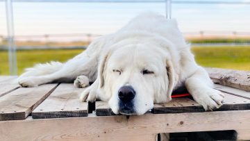 M&M_S41E05_Brushy Ridge Dog Retreat