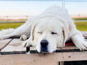 M&M_S41E05_Brushy Ridge Dog Retreat