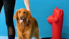M&M_S41E06_Allison McMahon_Paw Paradise