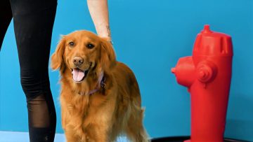 M&M_S41E06_Allison McMahon_Paw Paradise