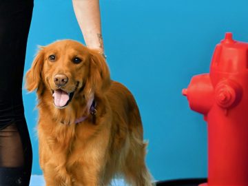 M&M_S41E06_Allison McMahon_Paw Paradise