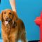 Doggy Daycare at Paw Paradise