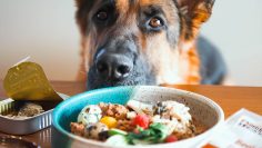 M&M_S40E06_Red Dog Blue Kat