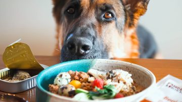 M&M_S40E06_Red Dog Blue Kat