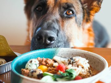 M&M_S40E06_Red Dog Blue Kat