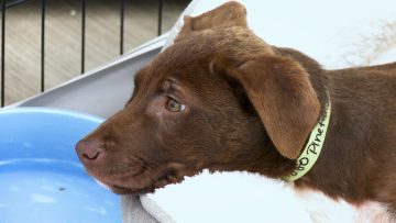 M&M_S41E08_Winnipeg Pet Rescue