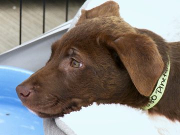 M&M_S41E08_Winnipeg Pet Rescue