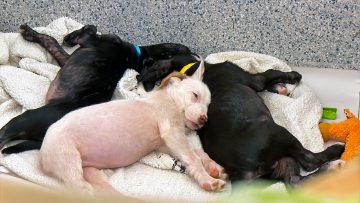 M&M_S41E10_Carla Martinelli-Irvine_Winnipeg Pet Rescue