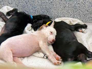 M&M_S41E10_Carla Martinelli-Irvine_Winnipeg Pet Rescue