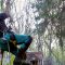 This Simple Pruning Mistake Could Kill Your Tree